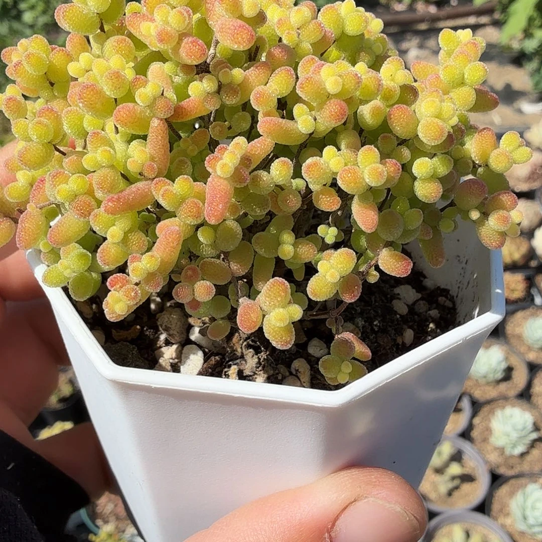 枝干番杏蜜桔，八公分
