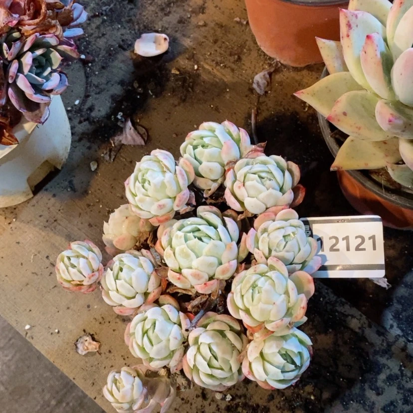 【闪购商品】贝瑞12121