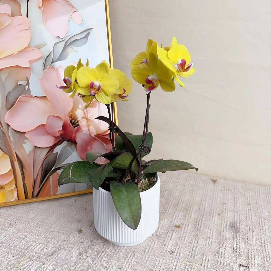 桦艺优选【小黄花】蝴蝶兰室内绿植花卉艺术组盆系列