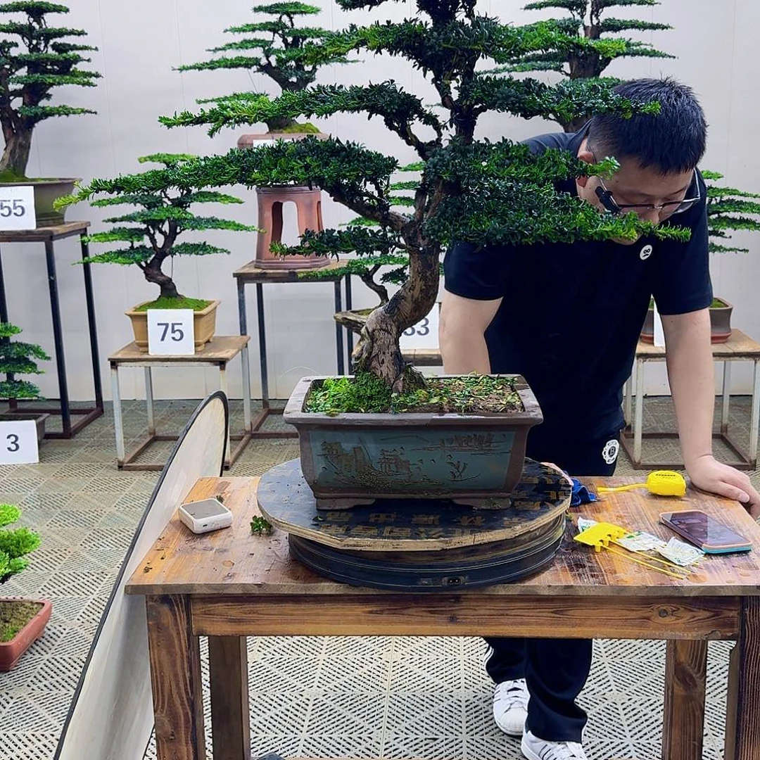 无花朵珍珠罗汉松造型盆景