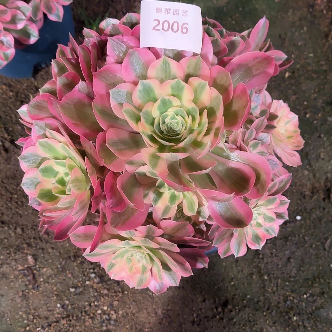 多肉植物粉女郎2006