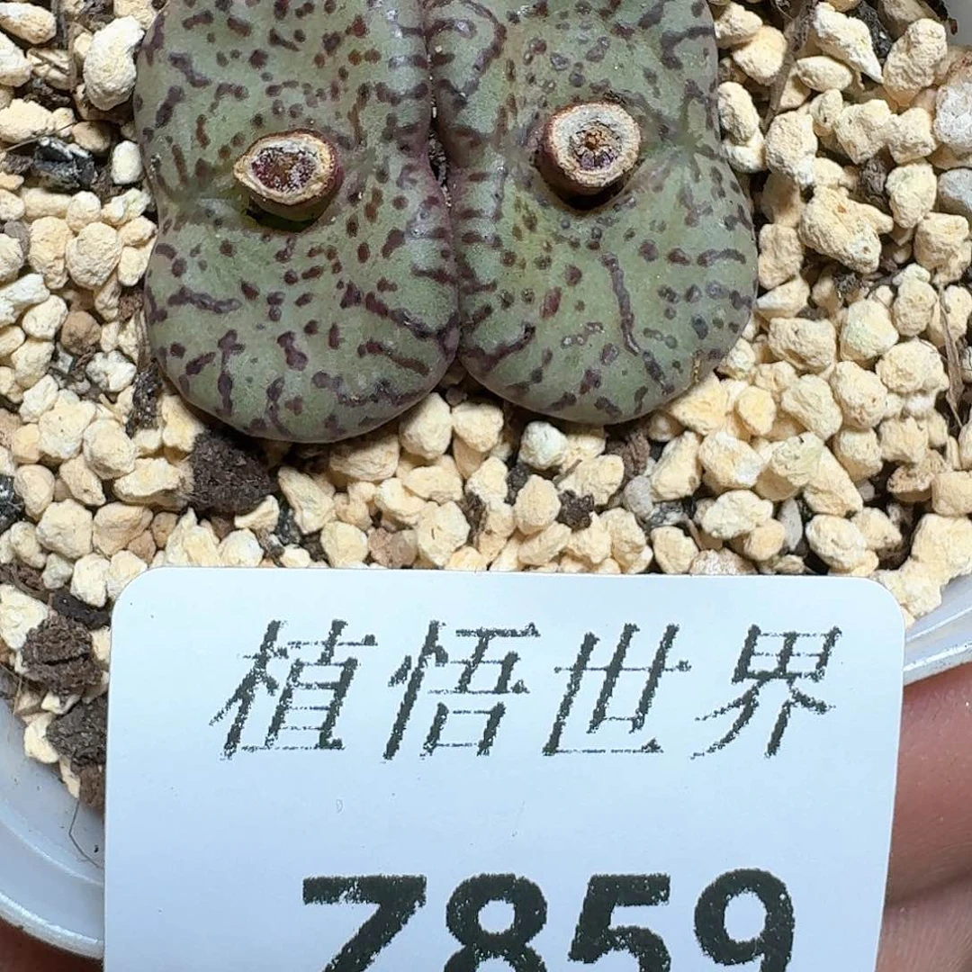 859号多肉植物哇c g