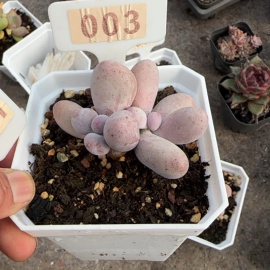 3米可奶多肉植物多