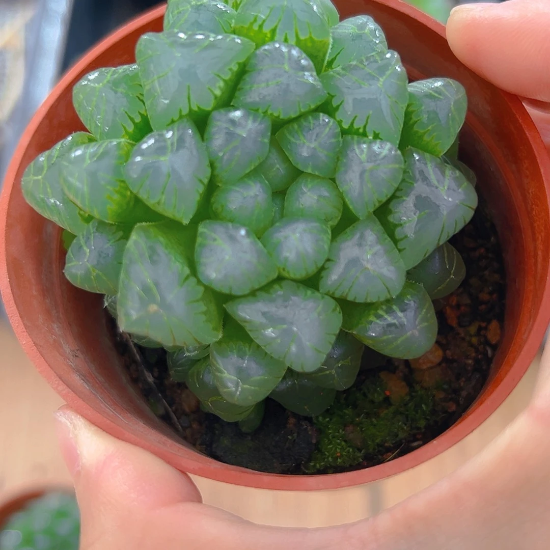 善***人糯肌玉露带仔一颗