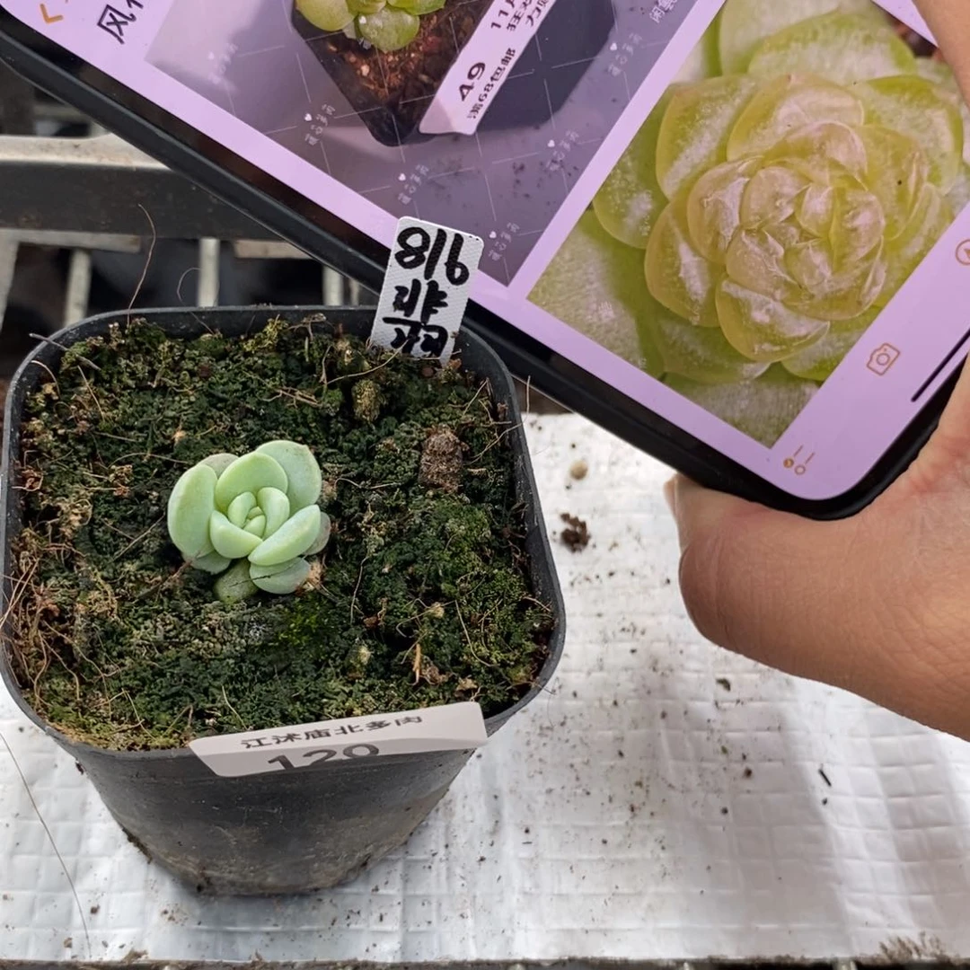 标签120黄翡816一个多肉