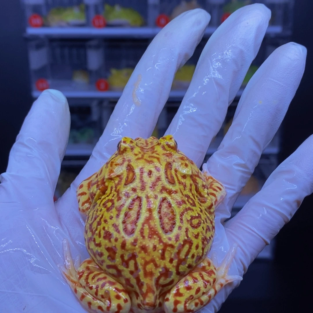 角蛙火龙角蛙精品一只。