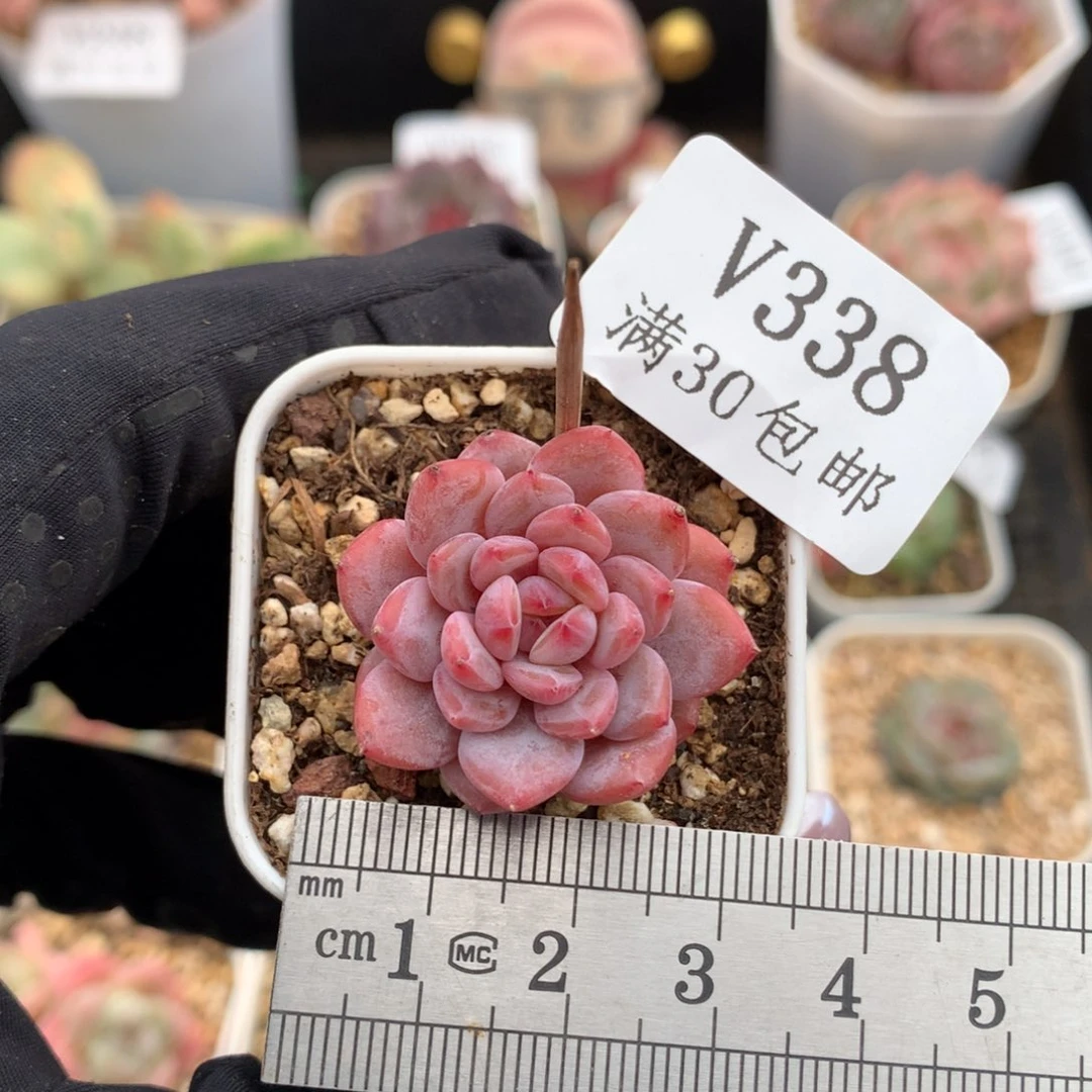 338玉芙蓉单头冠服2.5