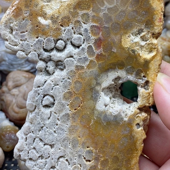 硅化珊瑚（珊瑚玉）颈饰未镶嵌