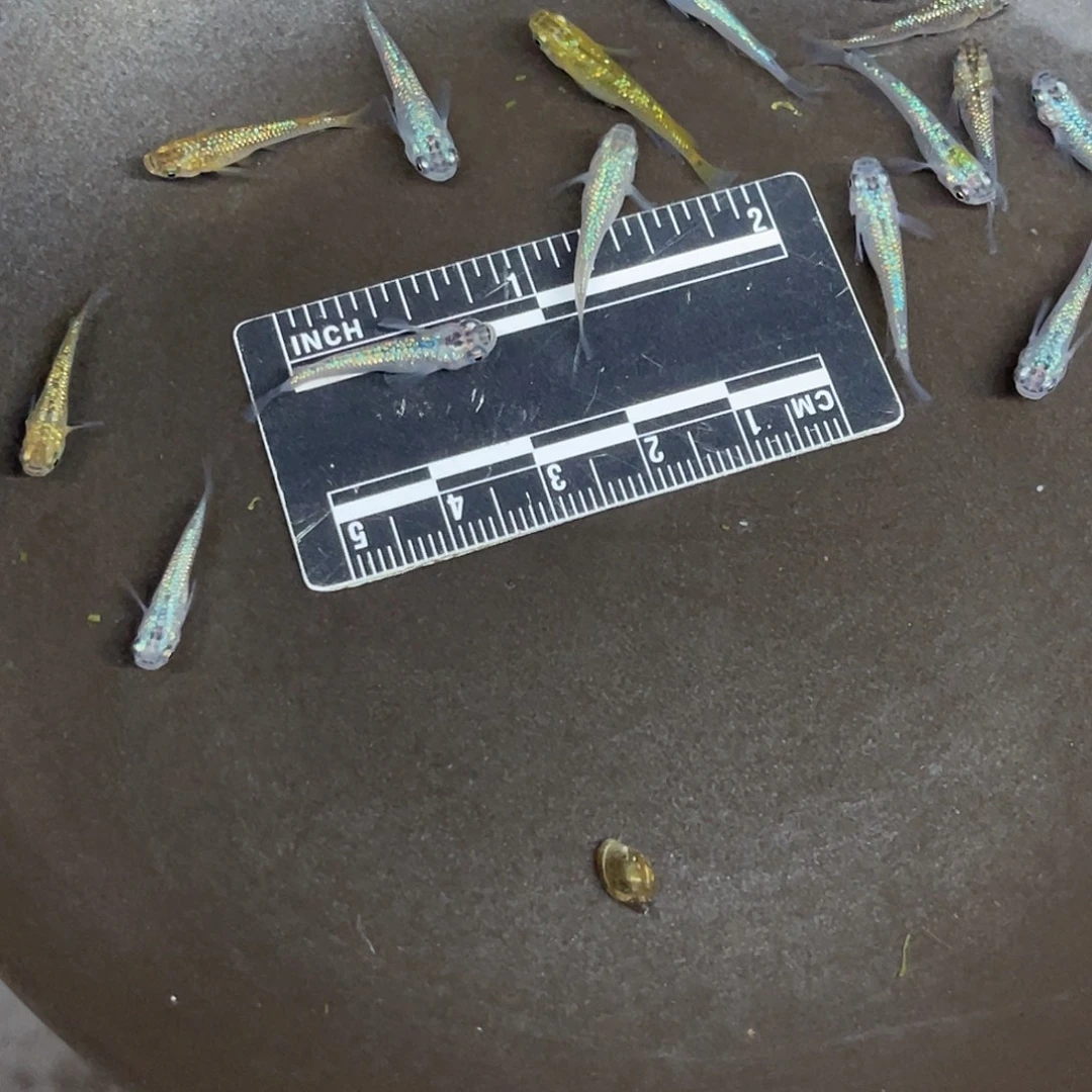 蓝鲨18号哈哈哈哈哈哈