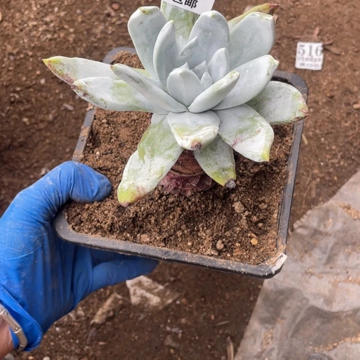 299号塞丽娜多肉