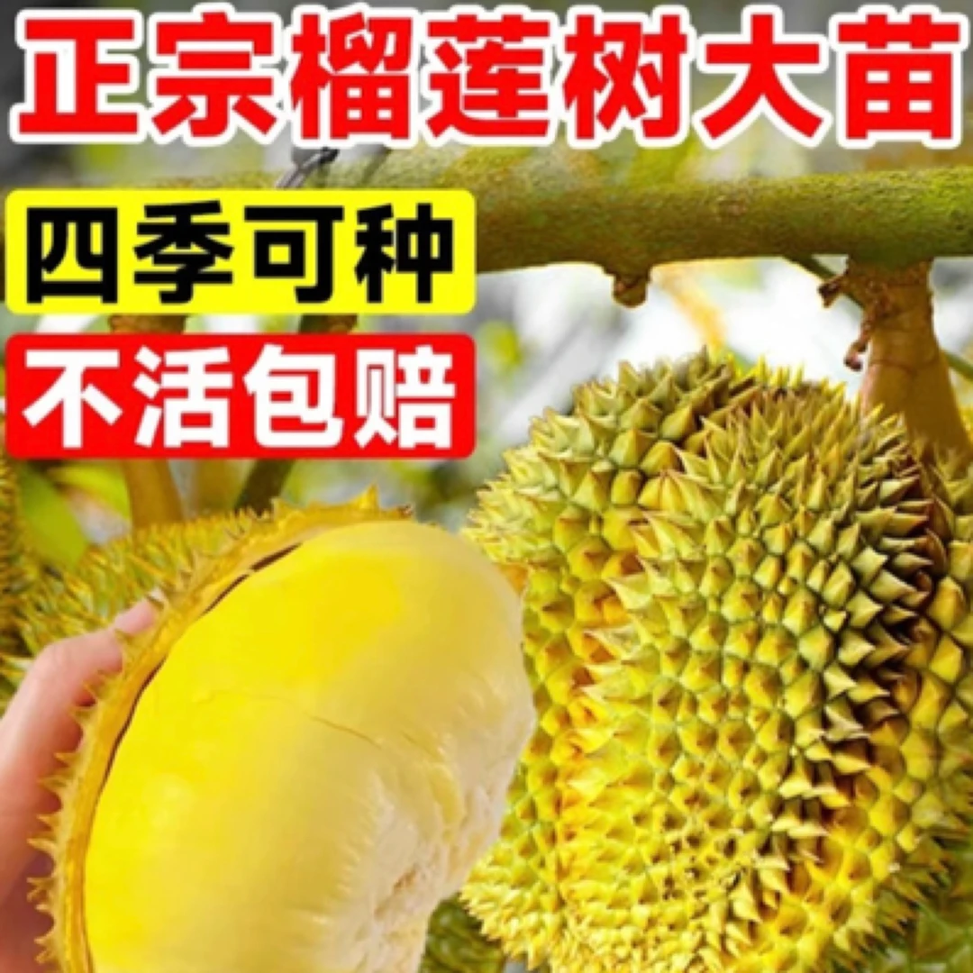 A榴莲树果苗南北方种金枕榴莲正宗云南嫁接猫山王矮化盆栽苗