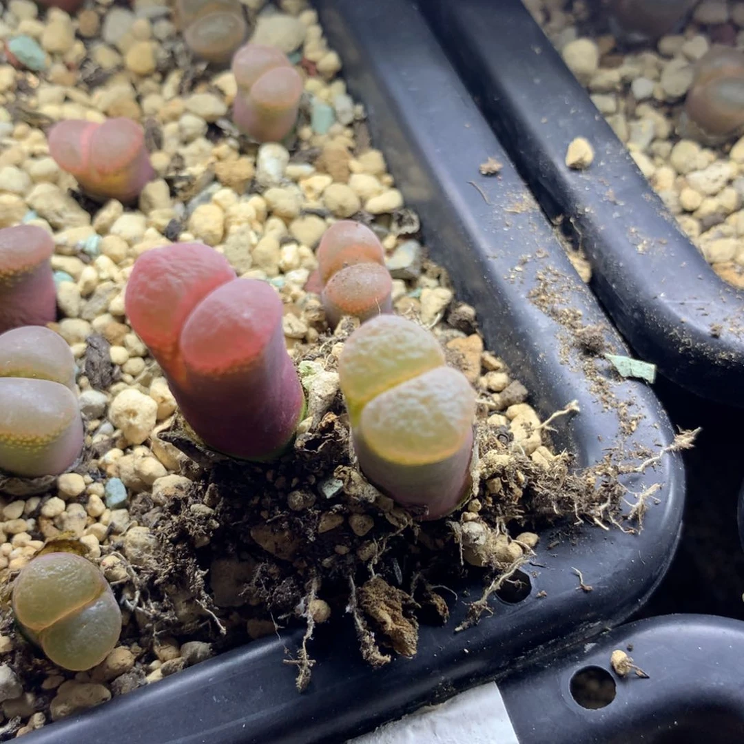 a355温巴德c10母本