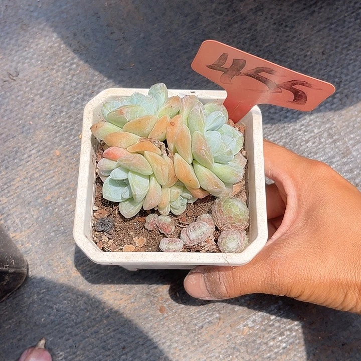 月***亮晨语多肉，一物一拍455