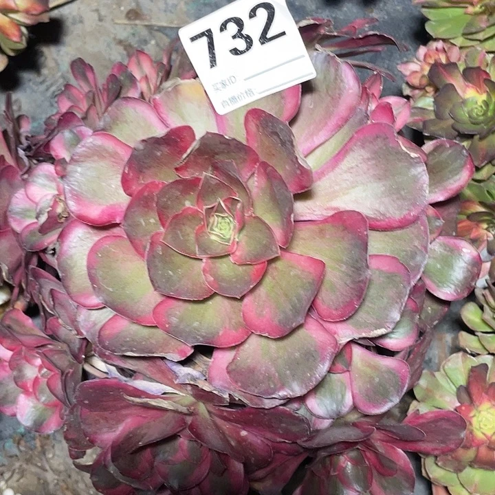 732纳福花花3-1花花