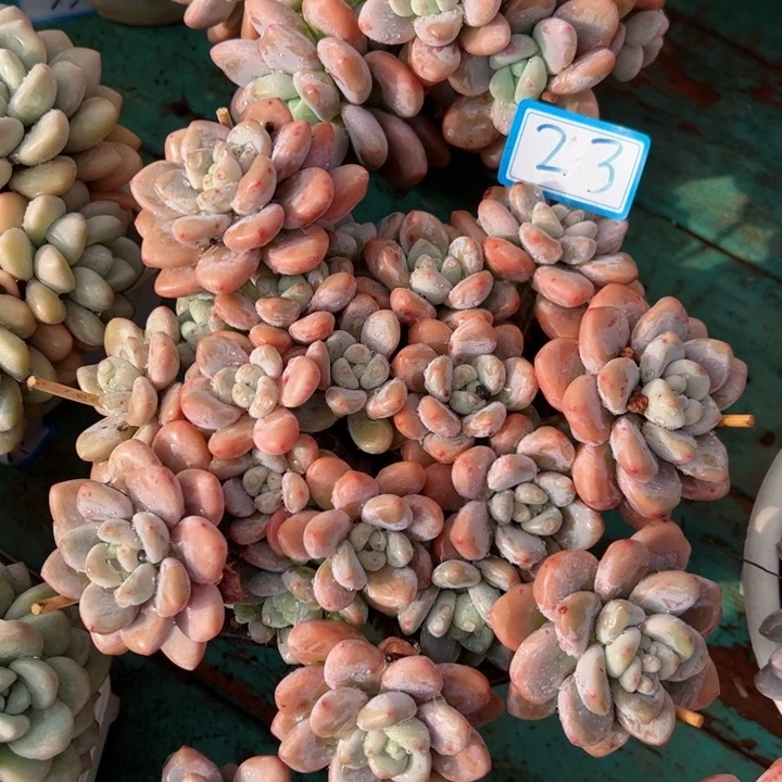 23洛神平平安安健健康康