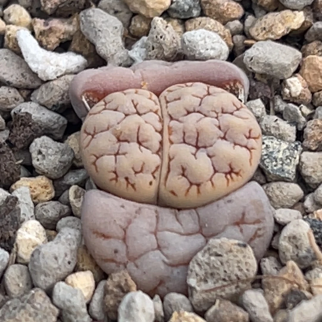 0015凹凸蛙哥189一颗