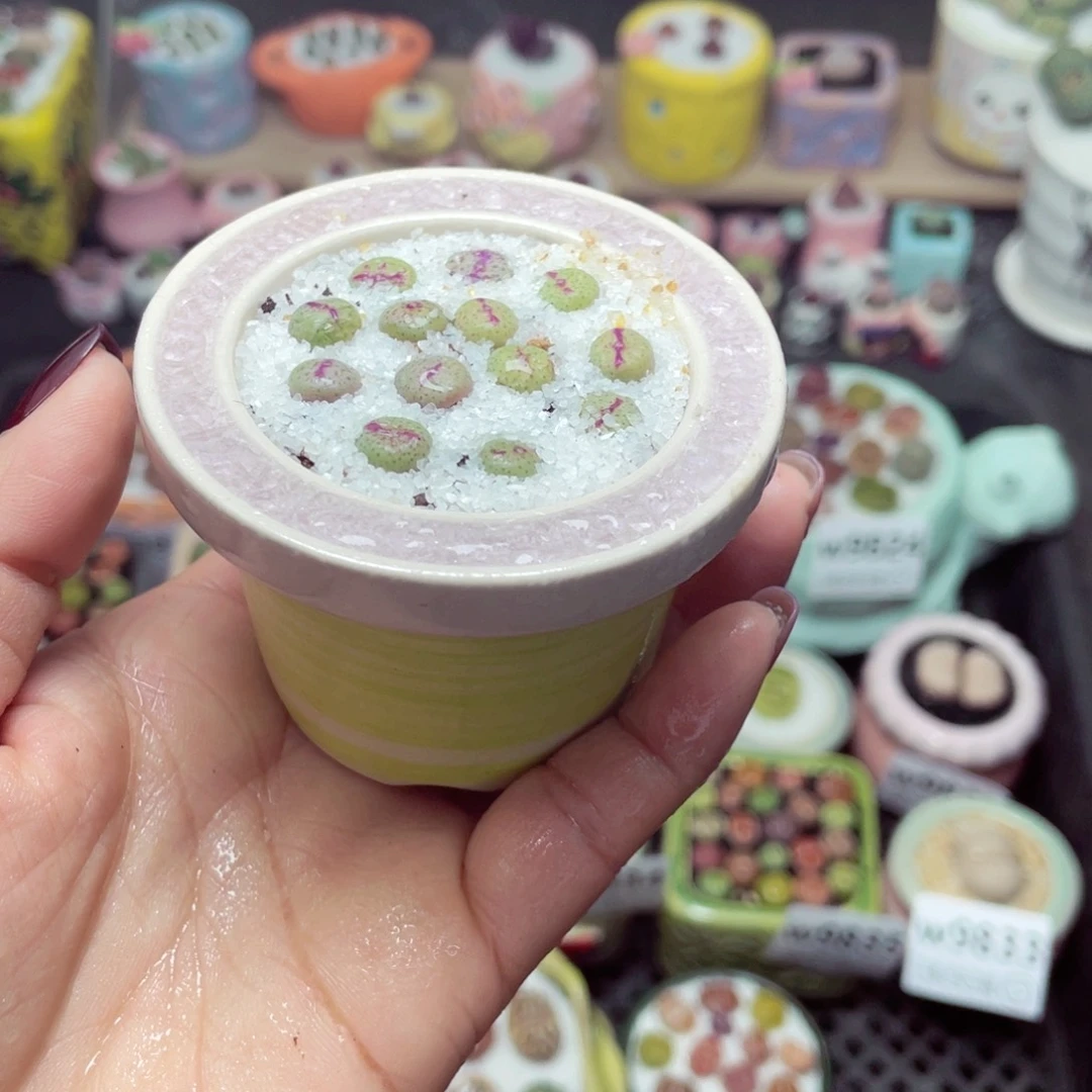 w9839 带盆土发货-零下地区拍保温箱