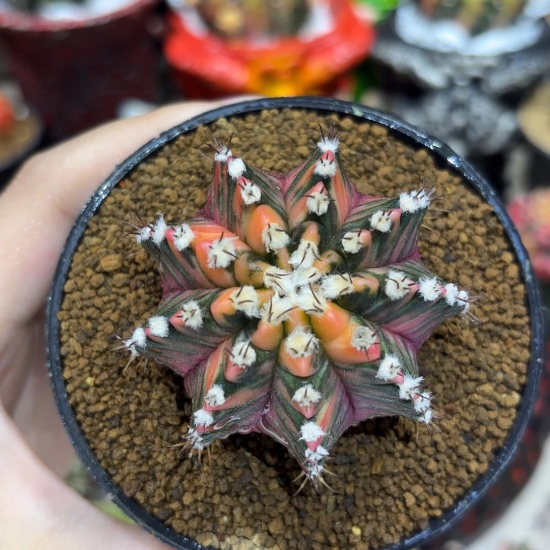 5.7cm高绒紫臀虎斑