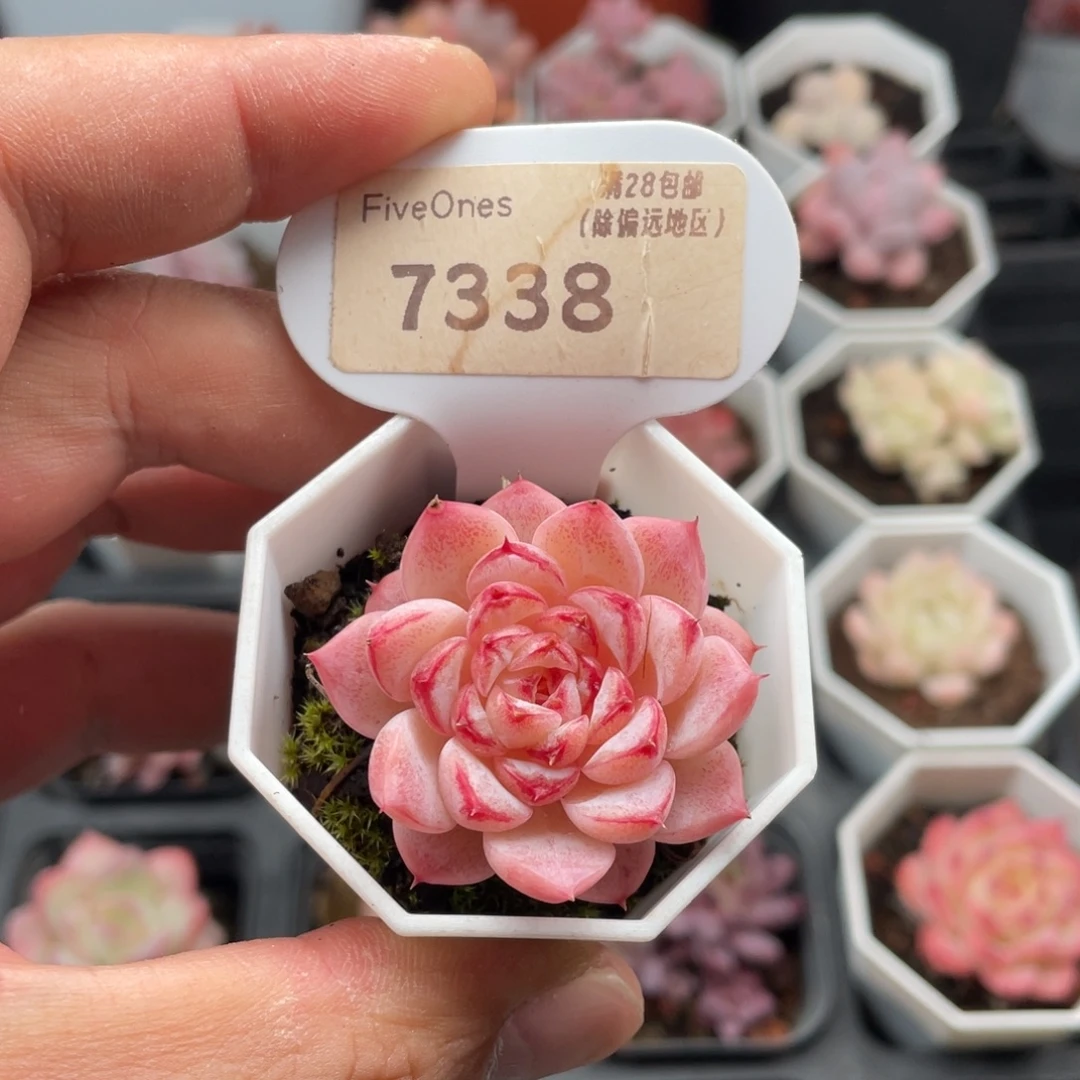 蓝孔雀7338-4厘米