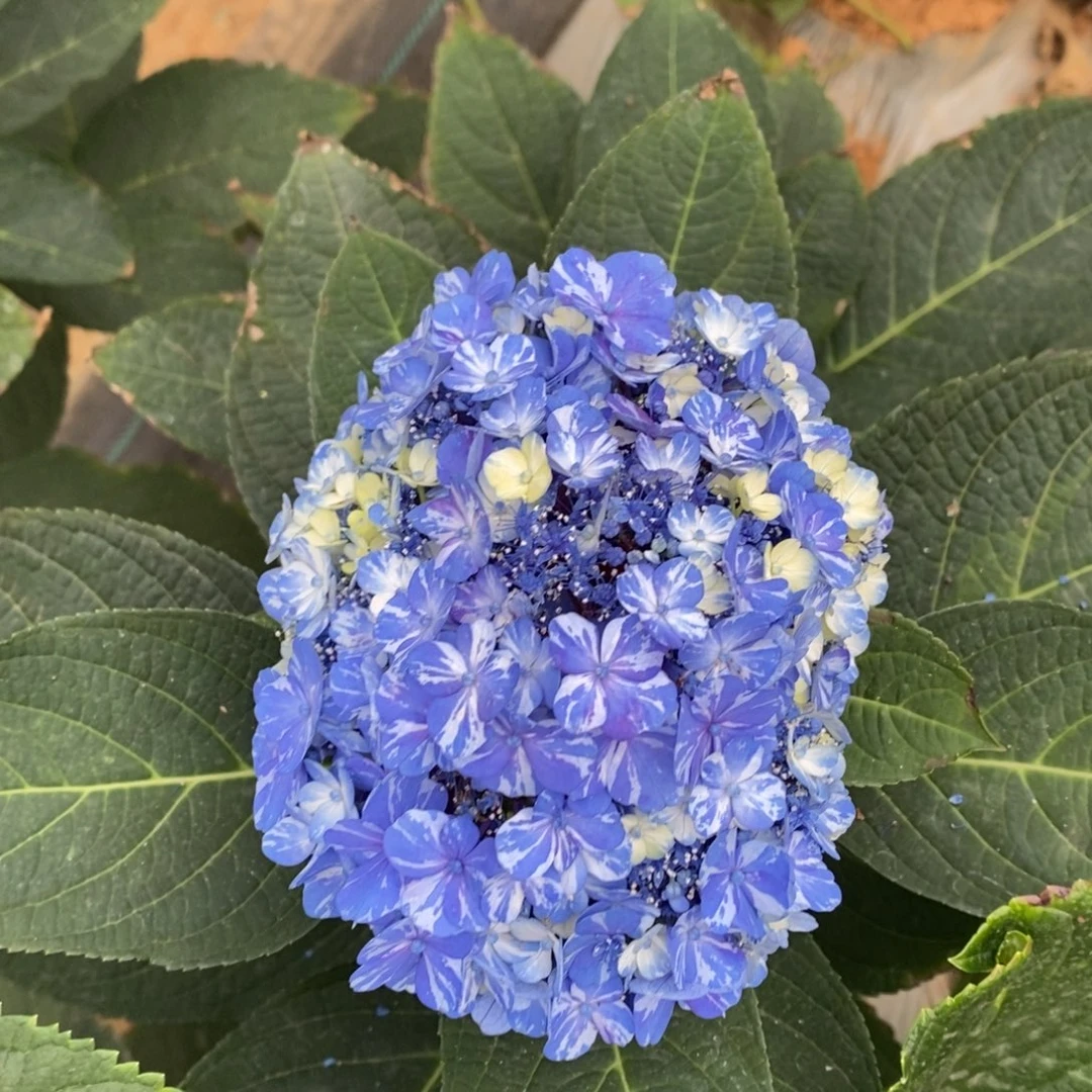 加购119号绣球/有色差介意勿拍/3单冷链包邮/偏远补运费发德邦