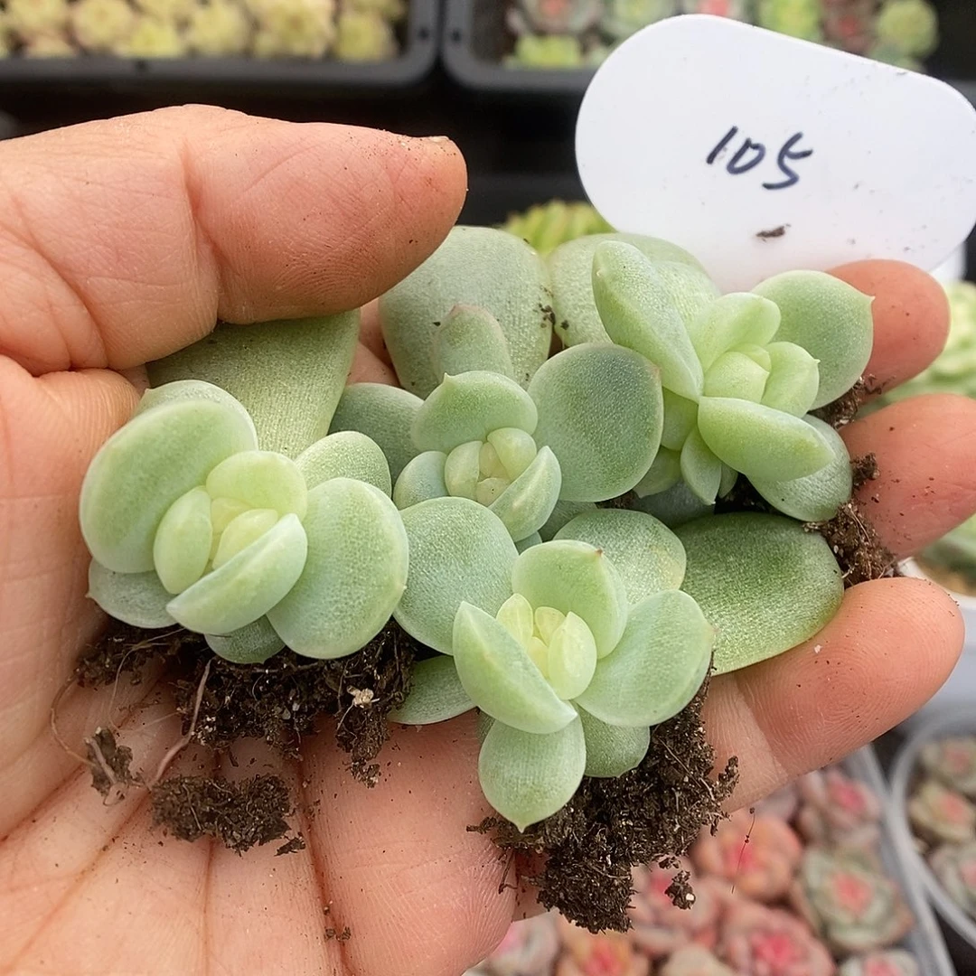 一物一拍一物一拍925-105