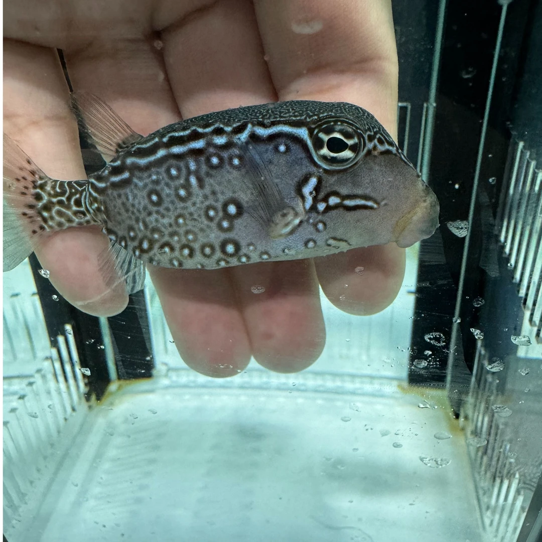 花木瓜 木瓜 海水鱼 观赏鱼