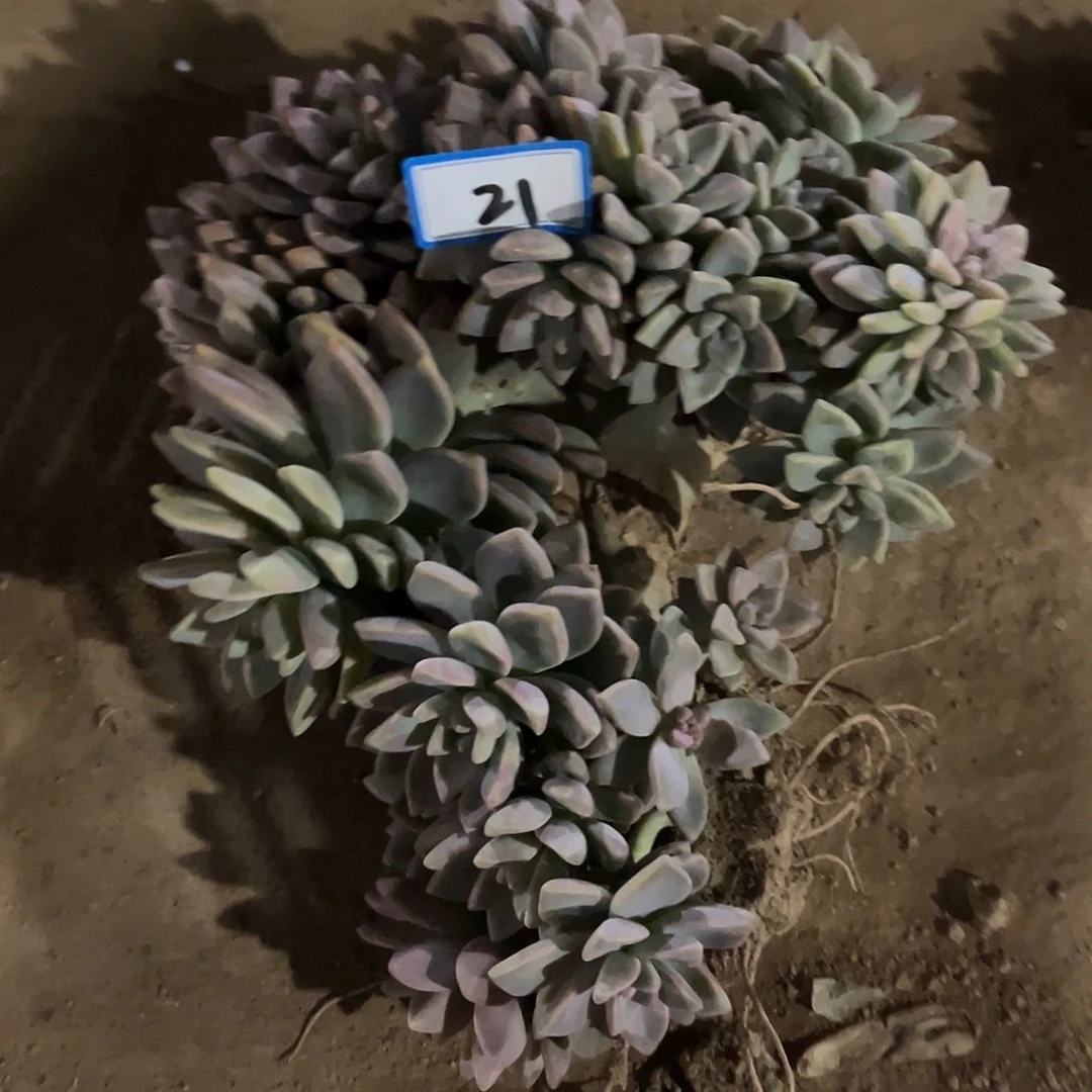 21号淡雪缀化一物一拍