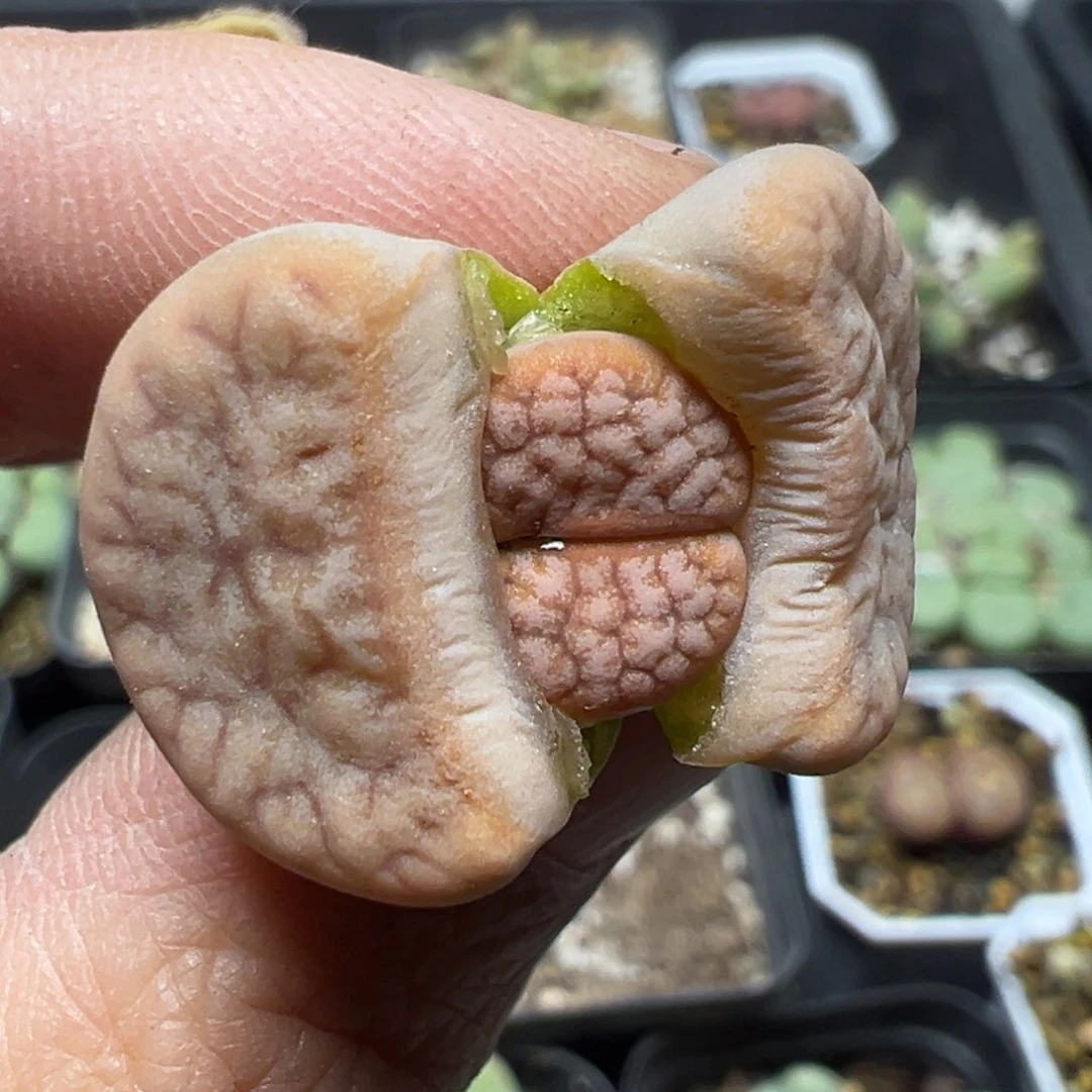 【闪购商品】526。