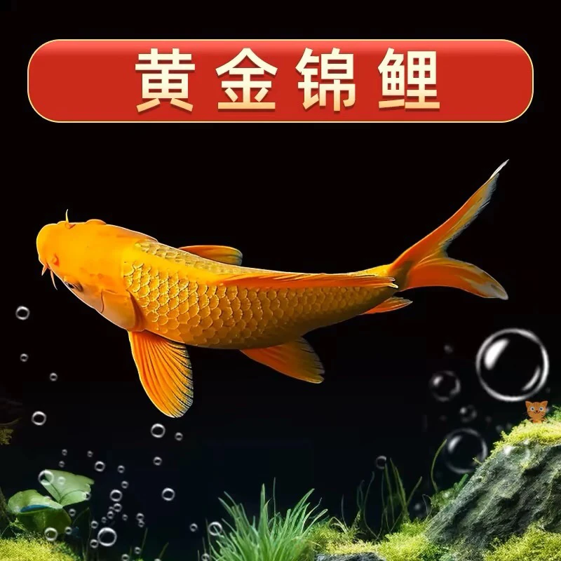 黄金锦鲤活鱼招财鱼金鱼活鱼好养耐活冷水鱼鱼苗练手小金鱼观赏鱼