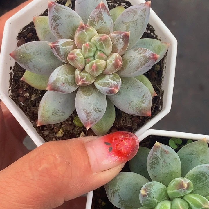 雪花美人2颗（满9.99包邮不满9.99发叶子）