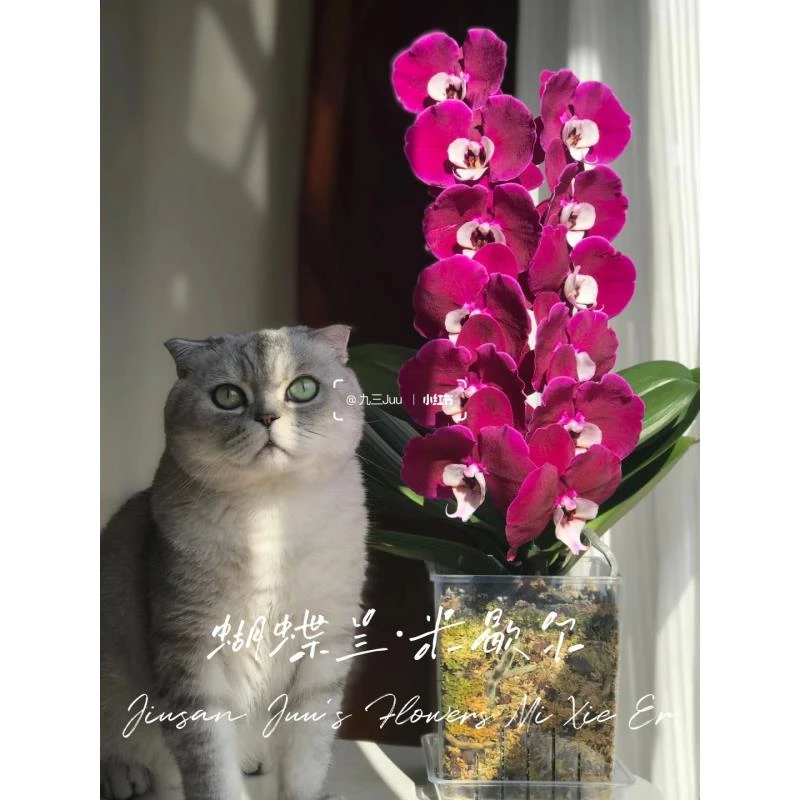 3.0寸【米歇尔】1个花剑 蝴蝶兰花期久数量稀少