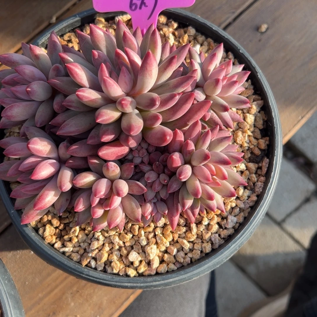 钱***了虞美人111111111111111