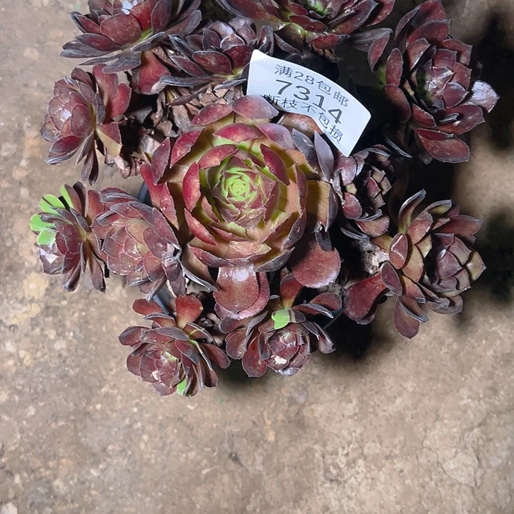 ༺***༻7314黑美人多肉植物