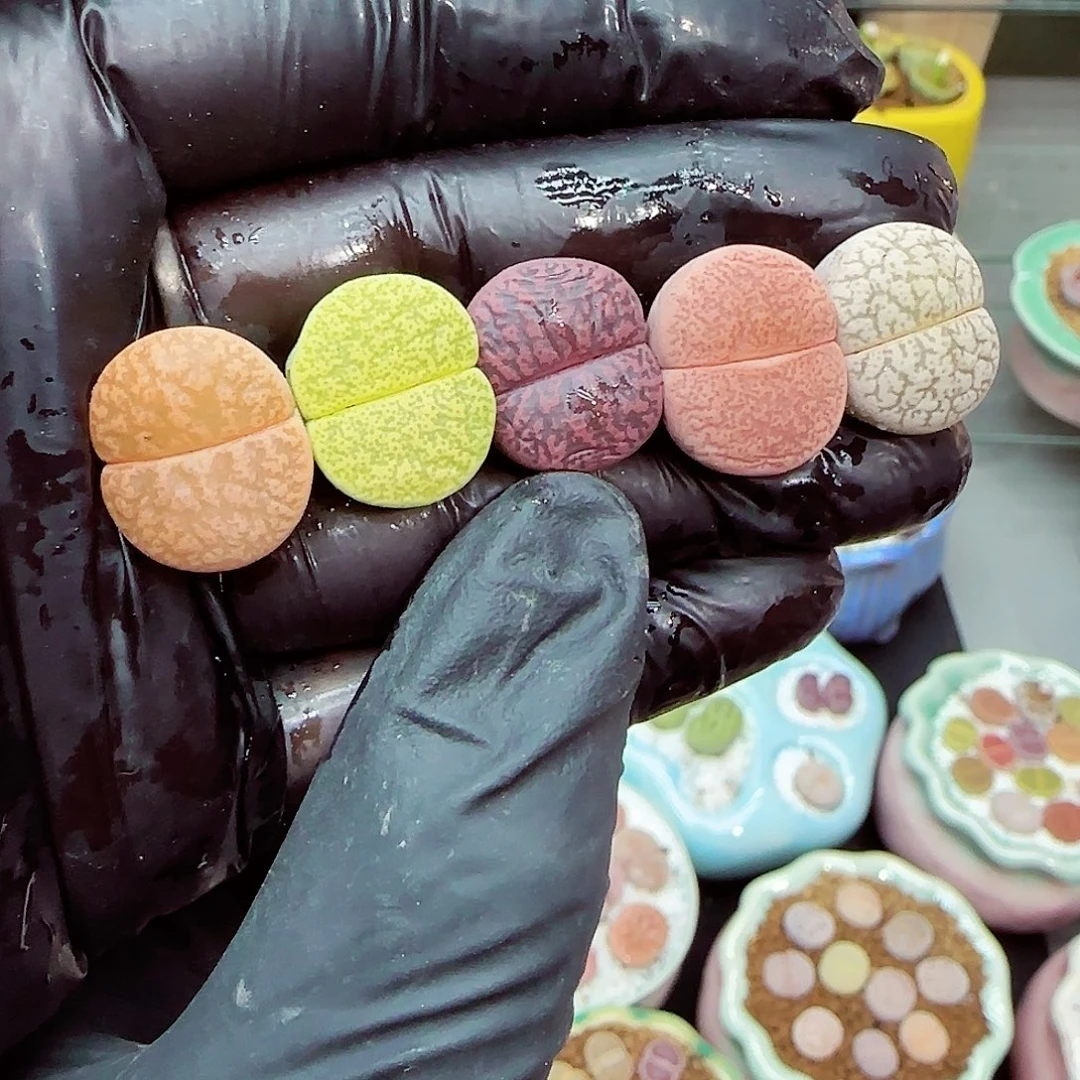 生石花满18包邮1129-159