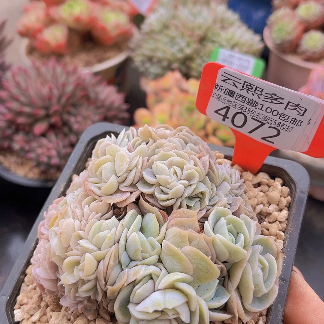 4072蓝色惊喜缀多肉植物