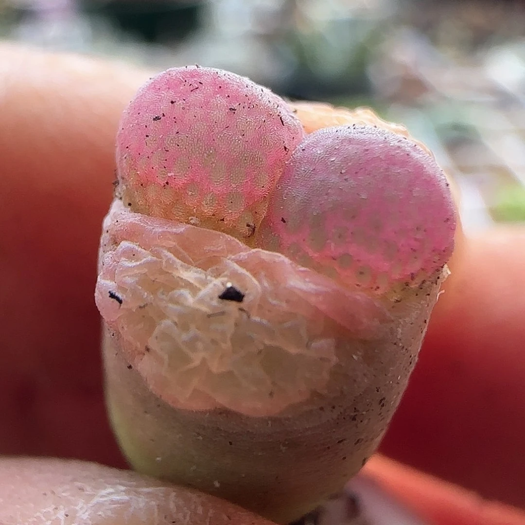 28包邮脱土发货26103