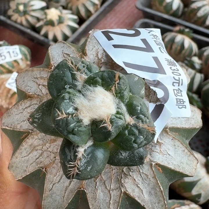 2770蛋尤怒涛牡丹