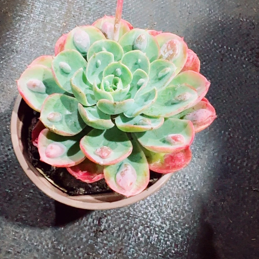 多肉植物雨滴小颗