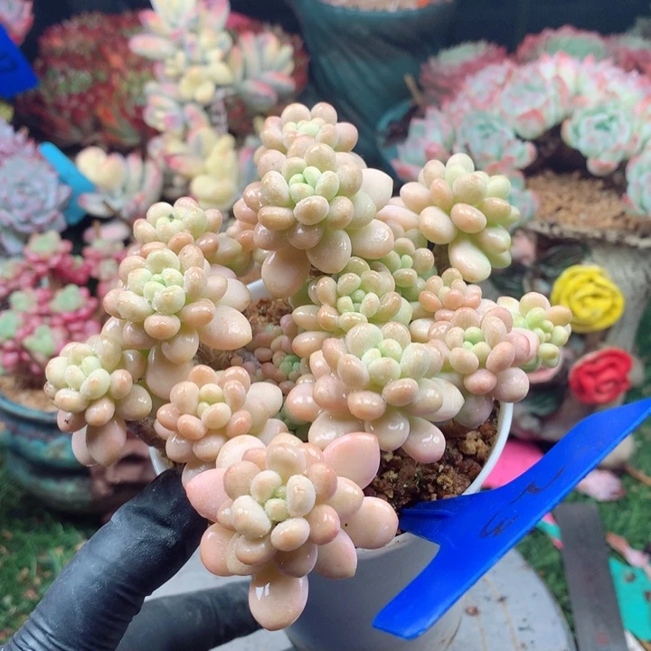 欢喜多肉一物一拍洛可可23