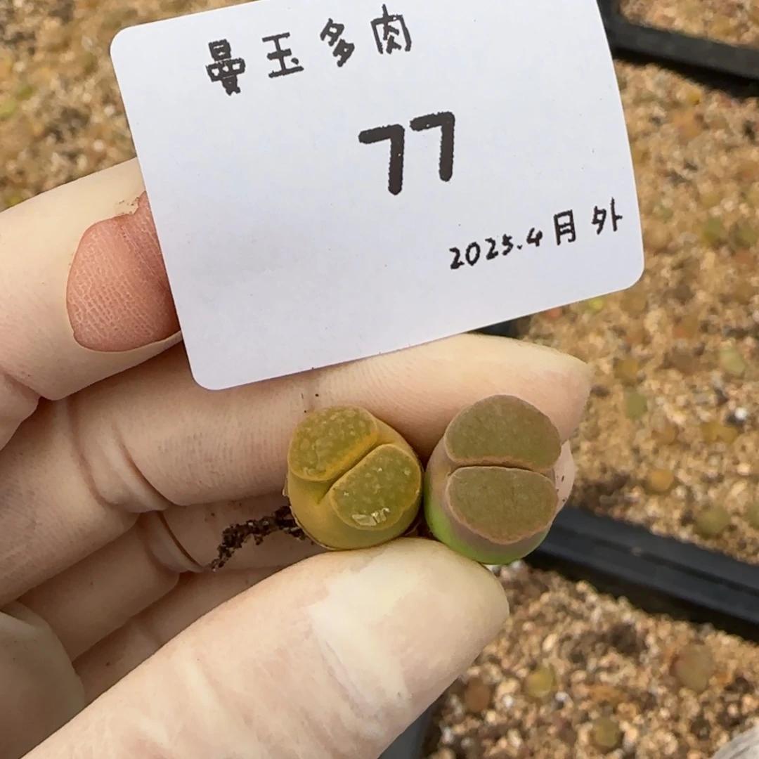 M****.多肉多肉多肉4-077