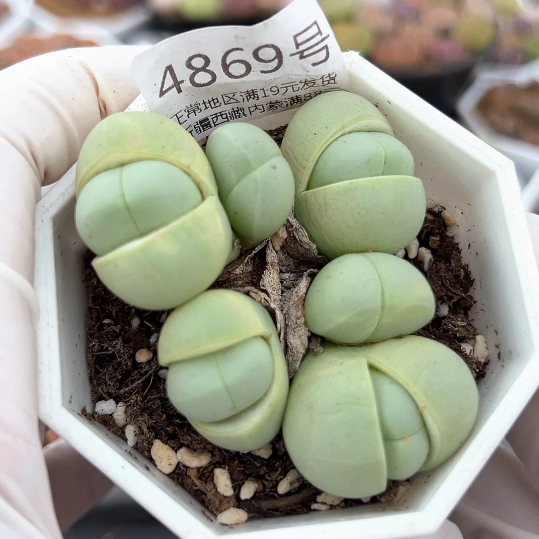 好养易活生石花大母本4869