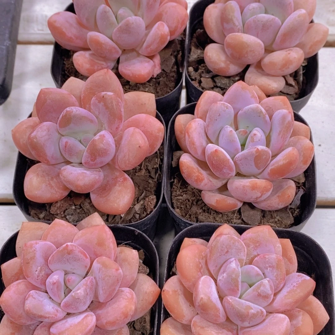 50-精品奶油秋香单头两个