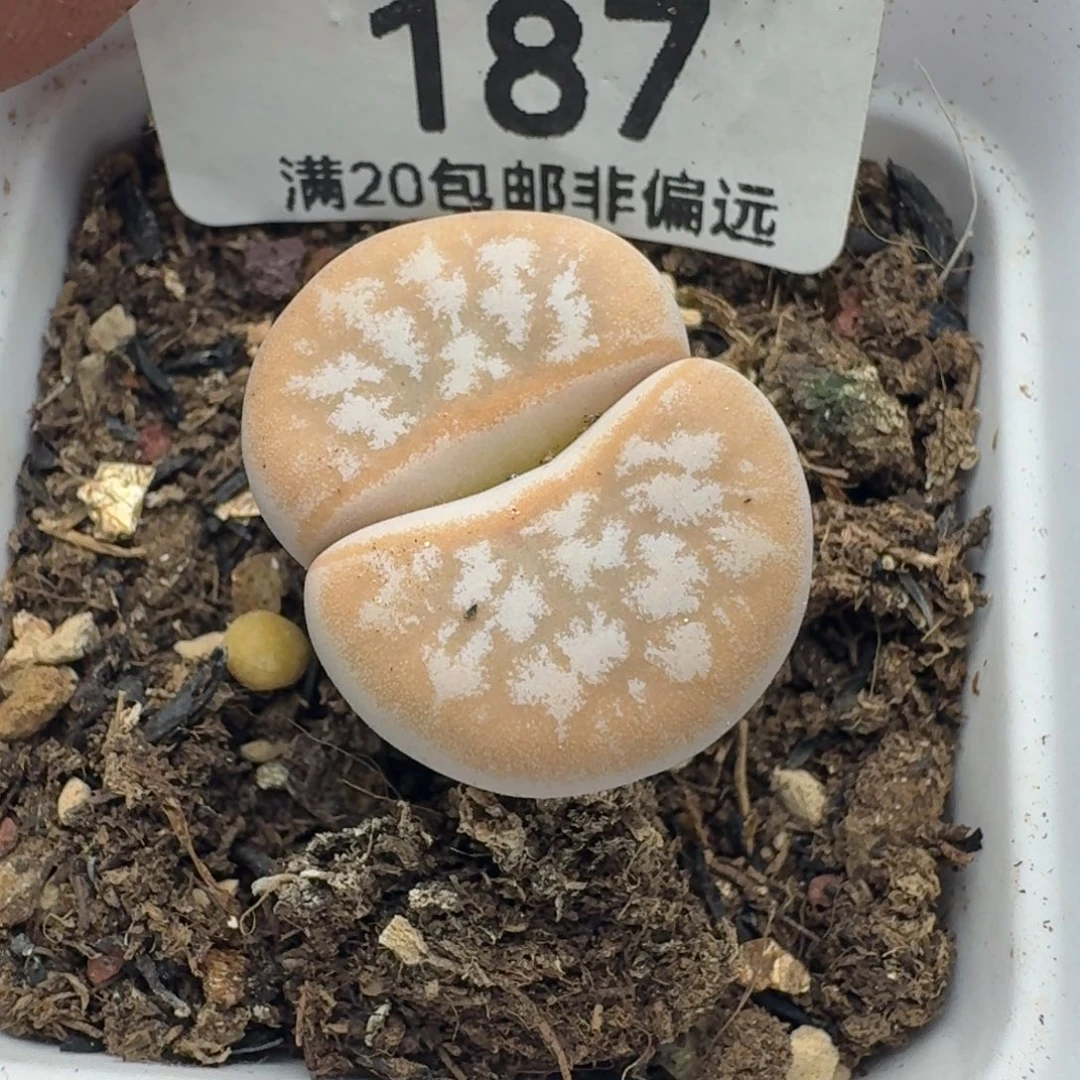 拿铁309带盆土