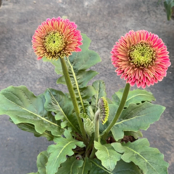 原盆原土1.5加仑非洲菊波斯顿