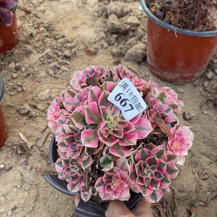 667粉女巫桩不值一个1号棚