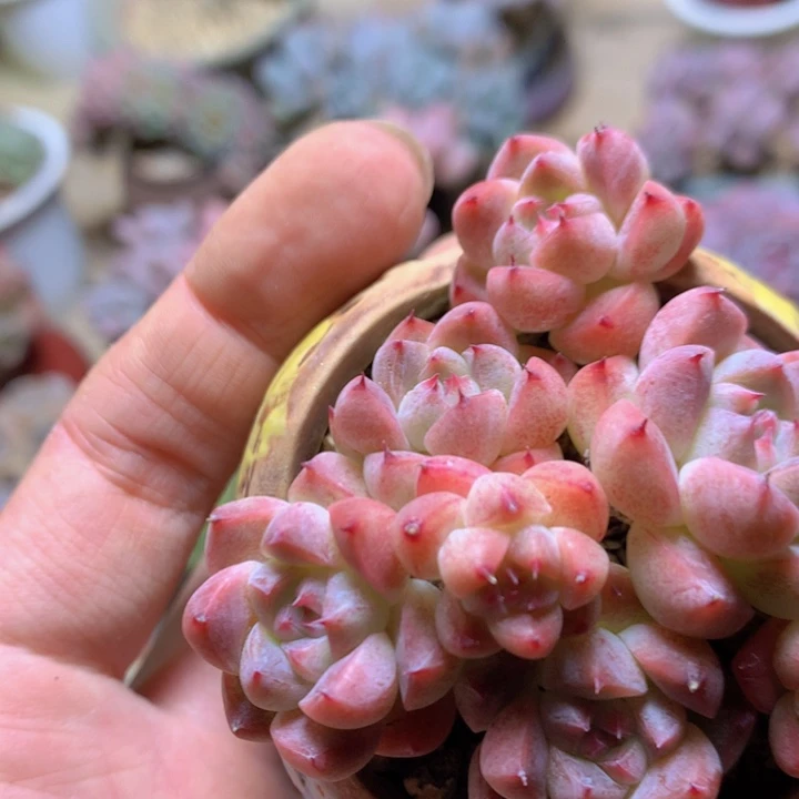 白底佳人8888888888