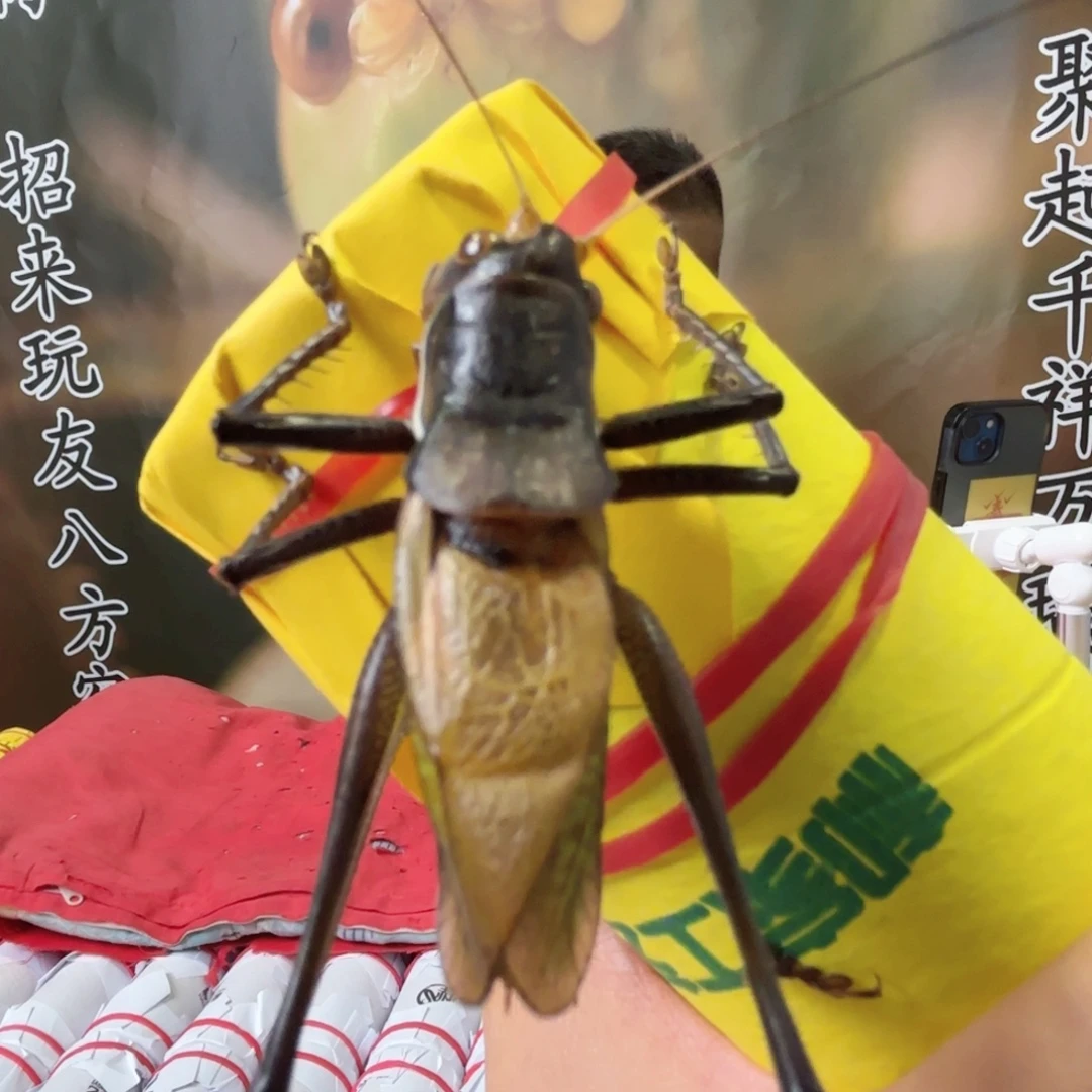 永***我四皮福福价格上链接