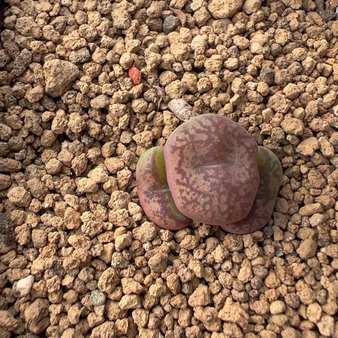 10-281吕杂多肉植物