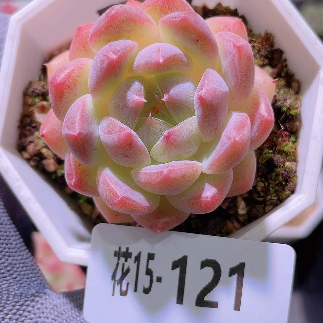 花利美15-121明月心