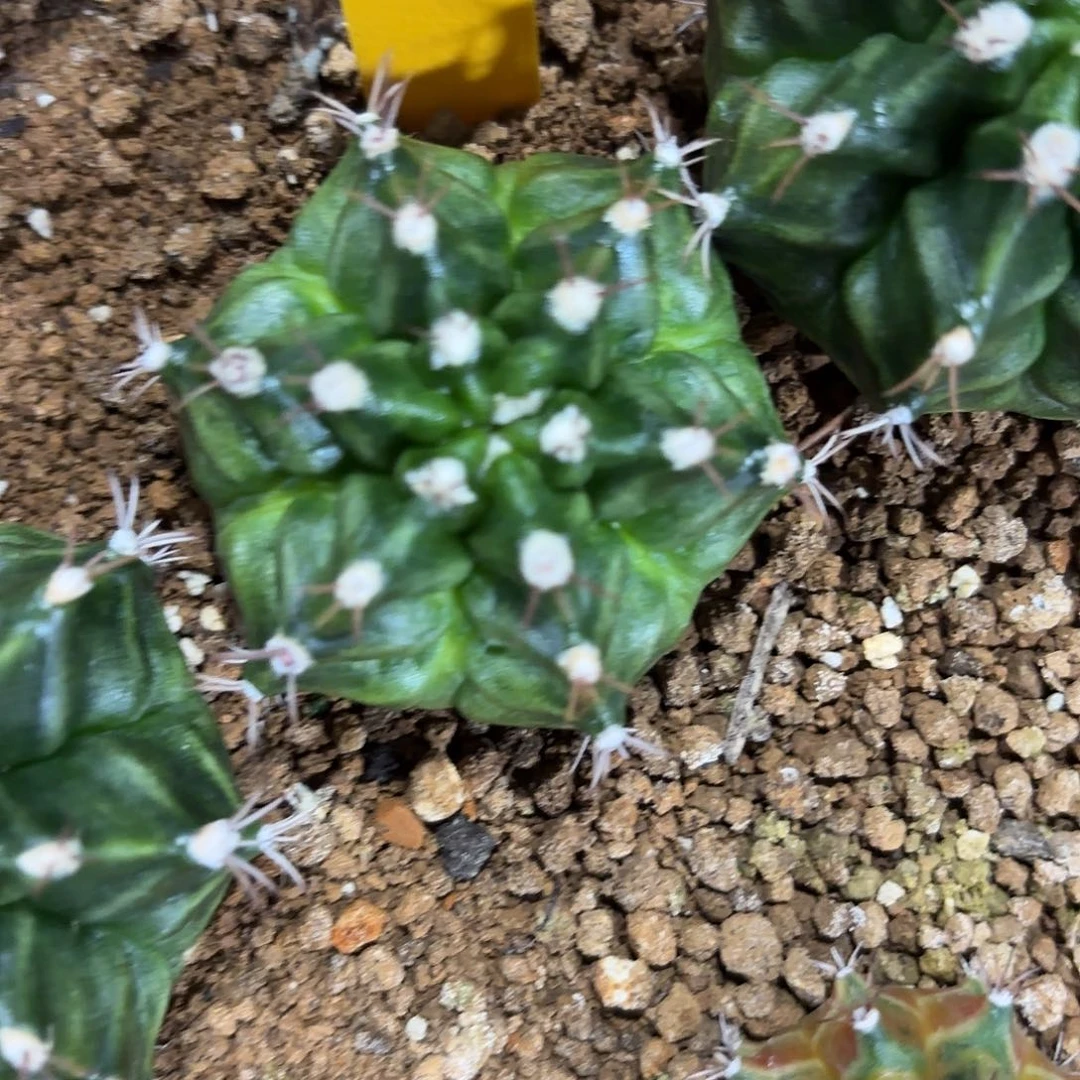 107-1113泰国发货多肉